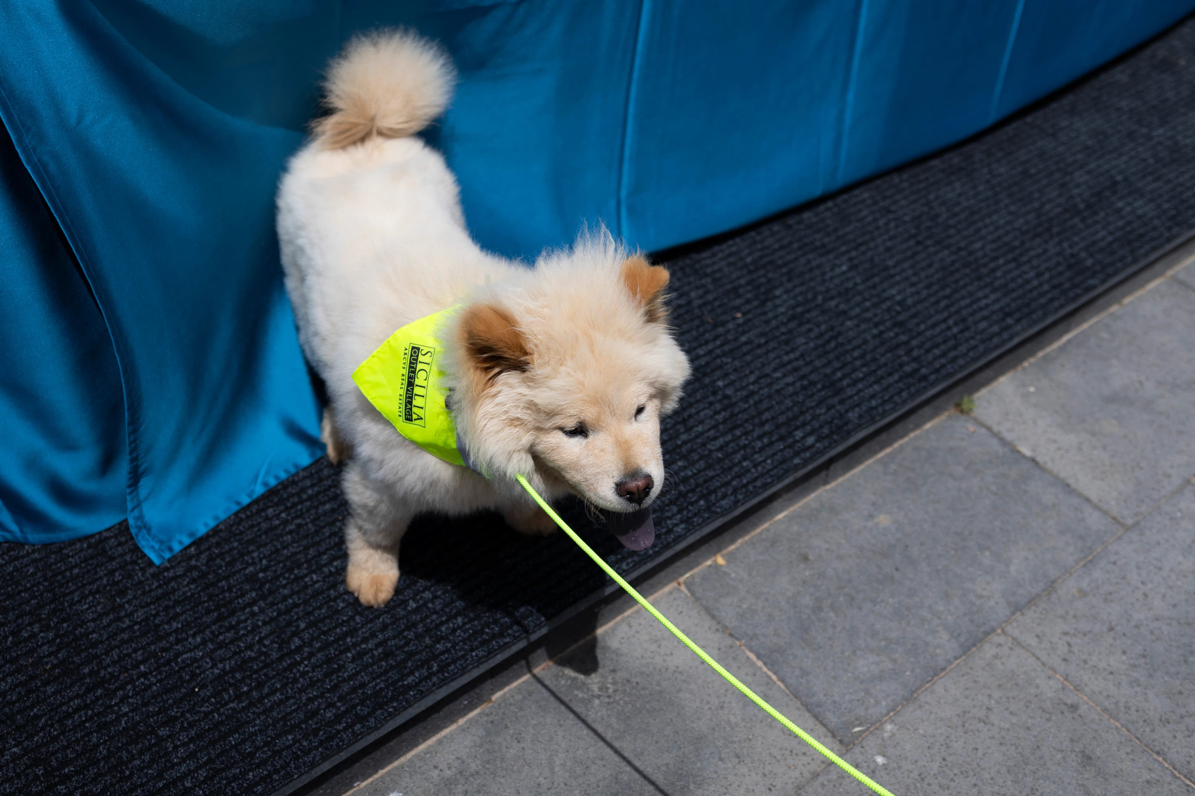 Sicilia Outlet Village - Loves DOGS - Talia consulting